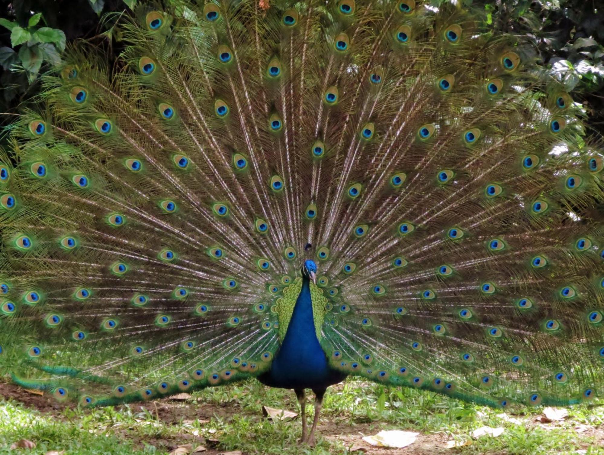 Vocare Finca Agroecologica Upala Exteriér fotografie