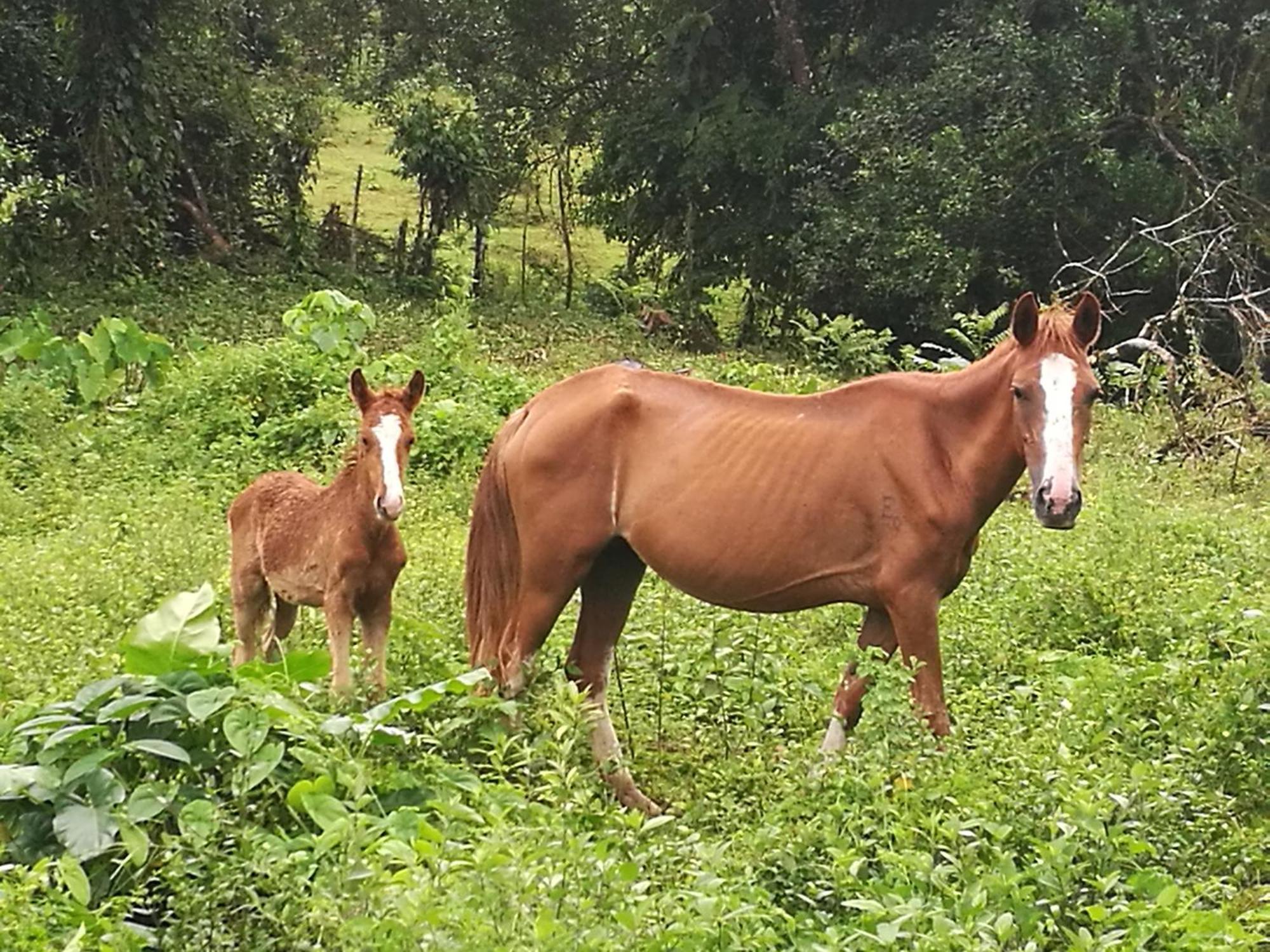 Vocare Finca Agroecologica Upala Exteriér fotografie