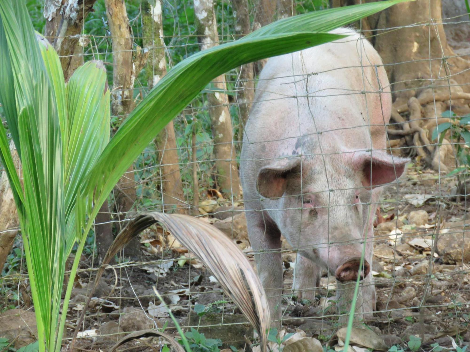 Vocare Finca Agroecologica Upala Exteriér fotografie