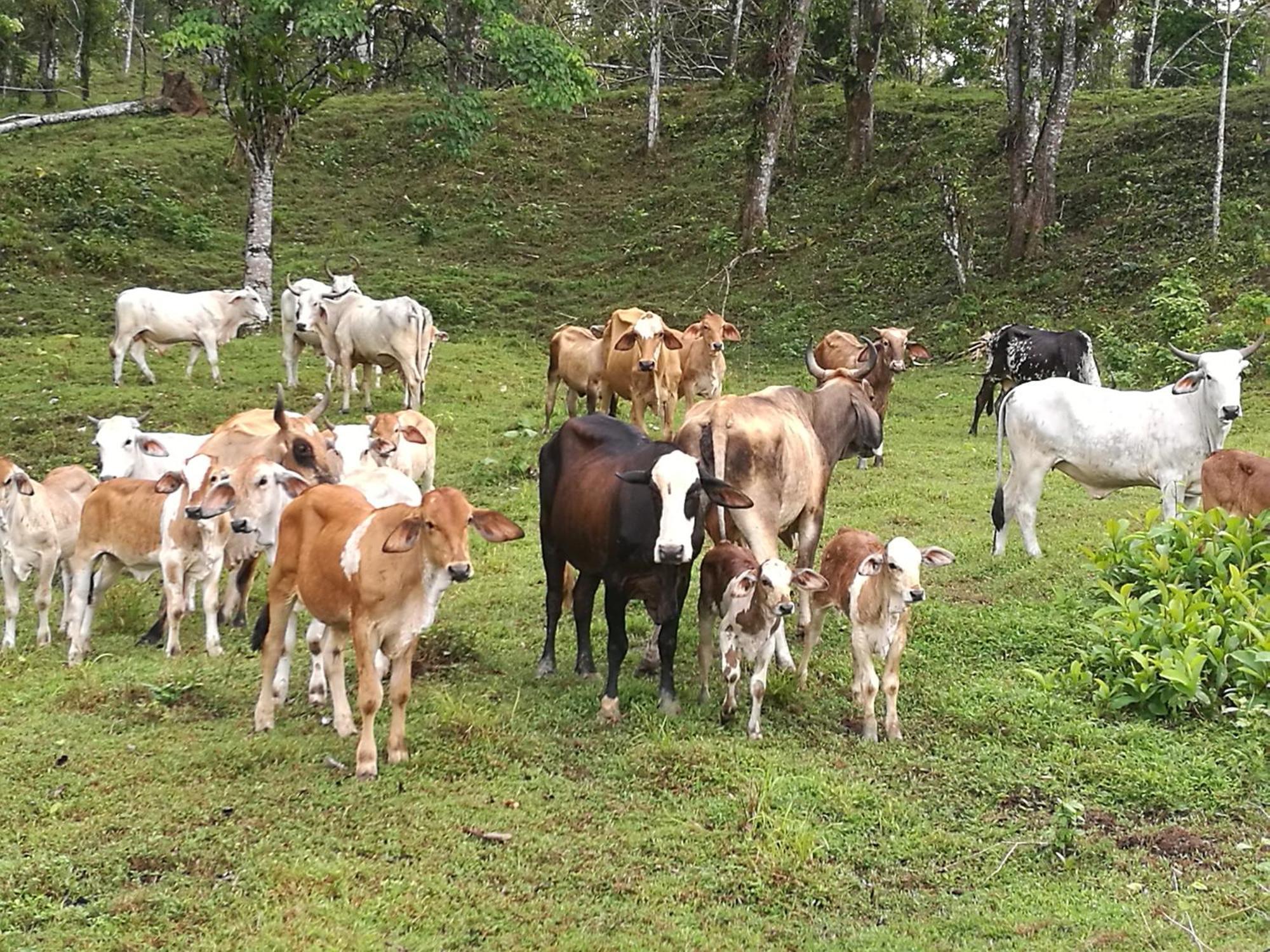 Vocare Finca Agroecologica Upala Exteriér fotografie