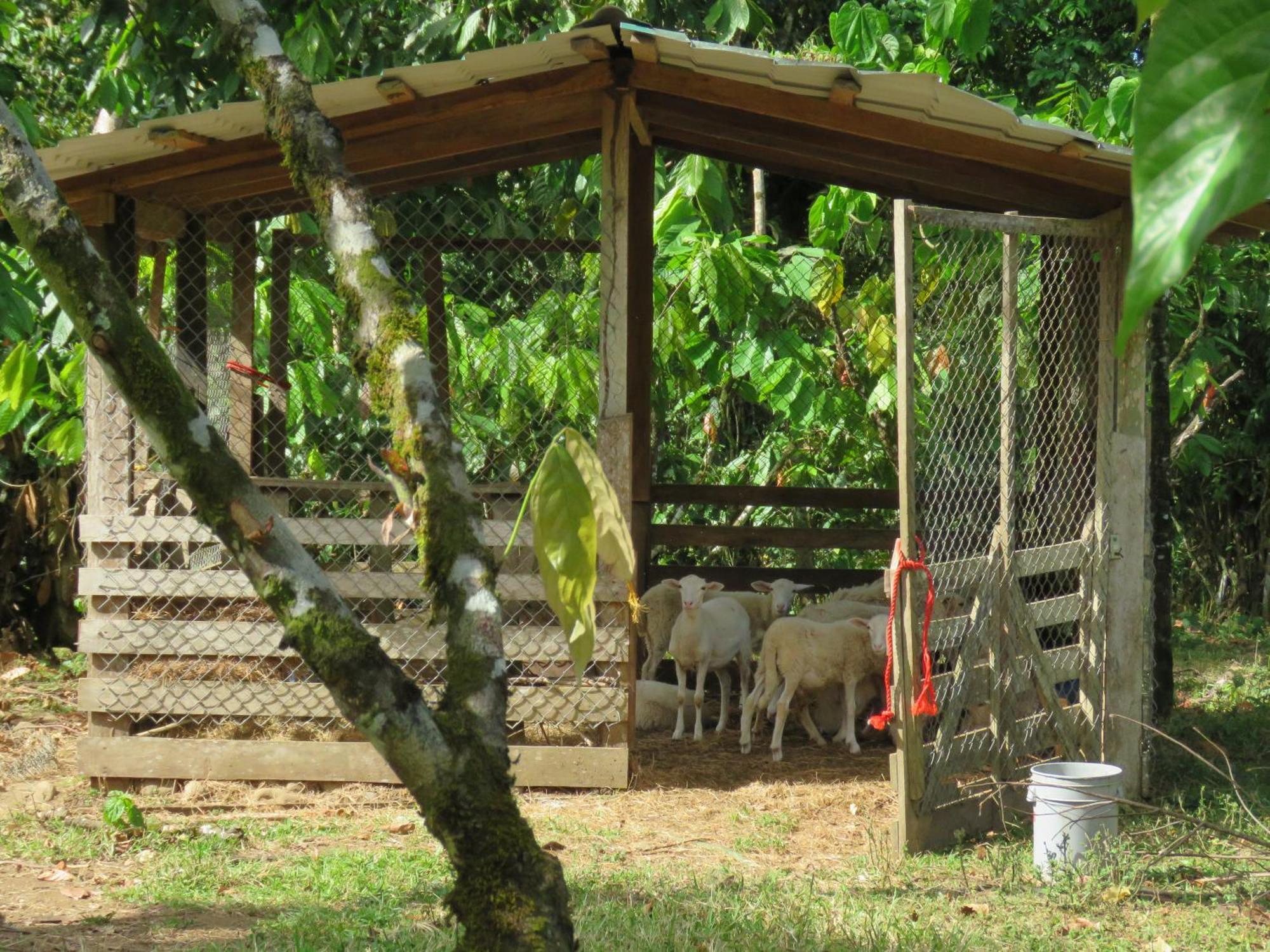 Vocare Finca Agroecologica Upala Exteriér fotografie