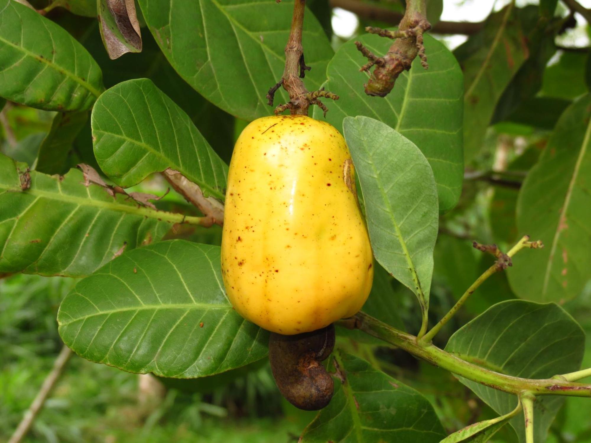 Vocare Finca Agroecologica Upala Exteriér fotografie