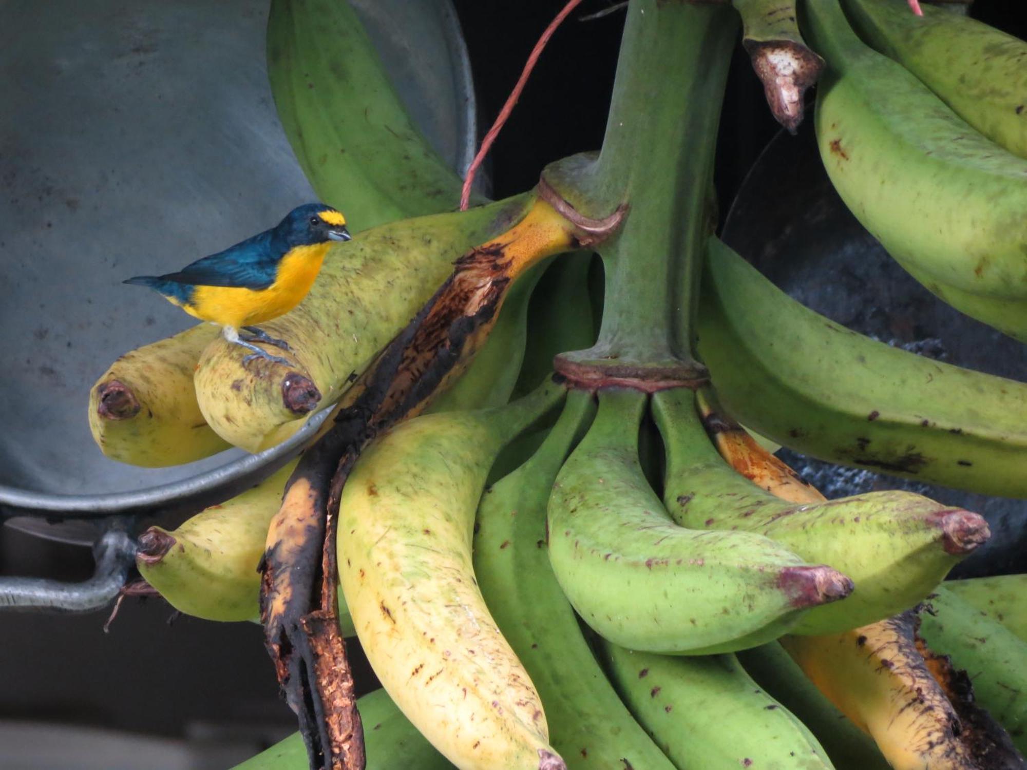 Vocare Finca Agroecologica Upala Exteriér fotografie